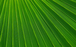 background, green, leaf, nature, palm, pattern, plant, stripes, texture