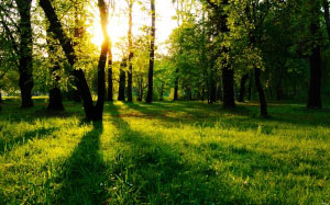 солнце, парк, лес, природа, деревья, листья, пейзаж, природа, зеленый