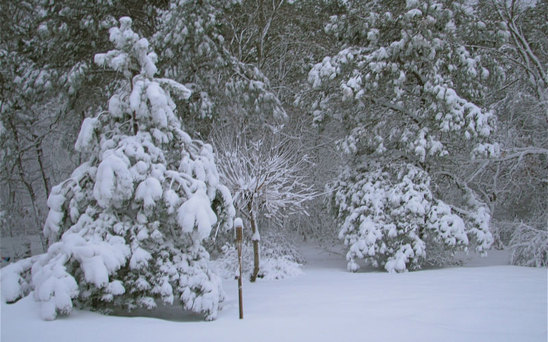 snow, snow storm, yard, trees, new year, winter