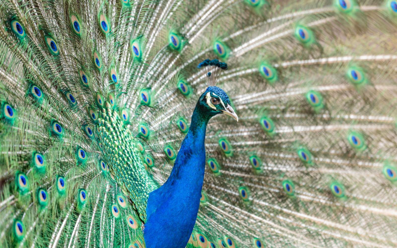 bird, wing, beak, feather, fauna, peacock, galliformes, vertebrate, peafowl, game bird, phasianidae, bright, colorful