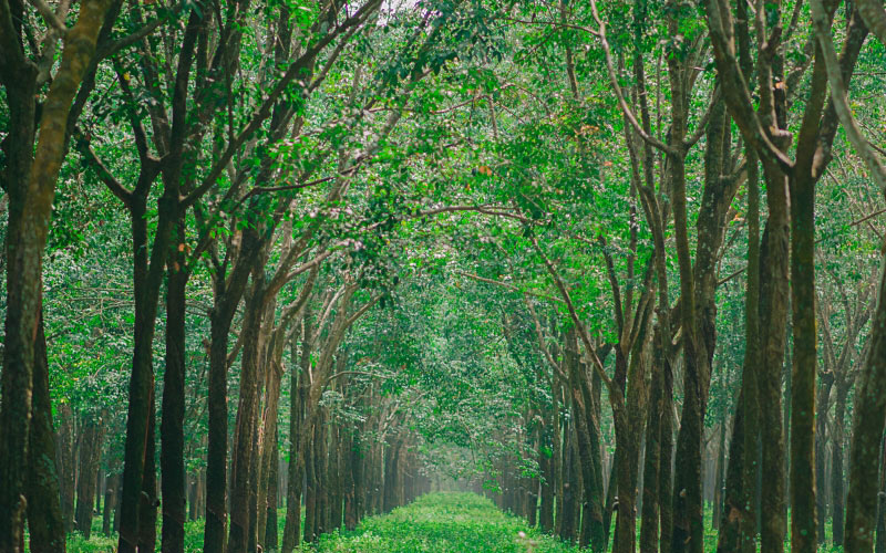 green, trees, woodland, nature, forest, grove, path, park, wood, grass