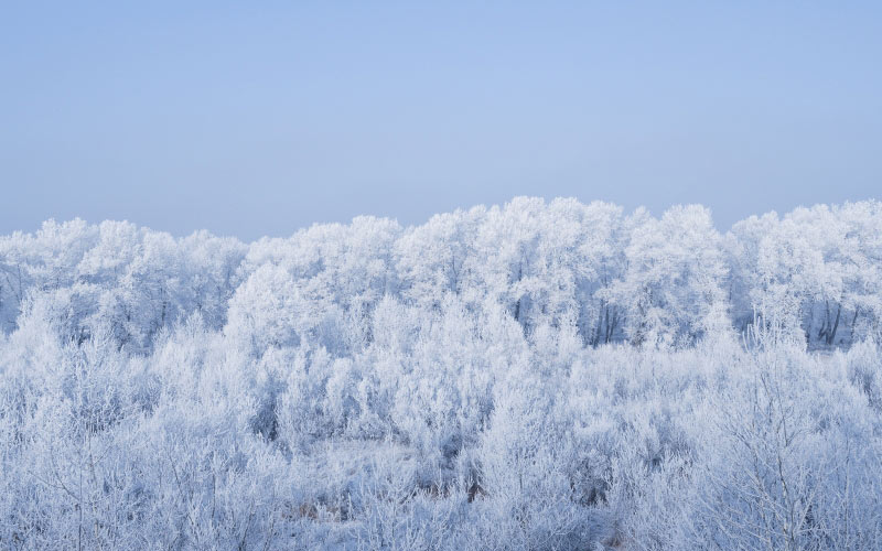 зима, мороз, заморозки, холод, лес, пейзаж, снег, сезон, лед, погода, замерзший, белый, деревья