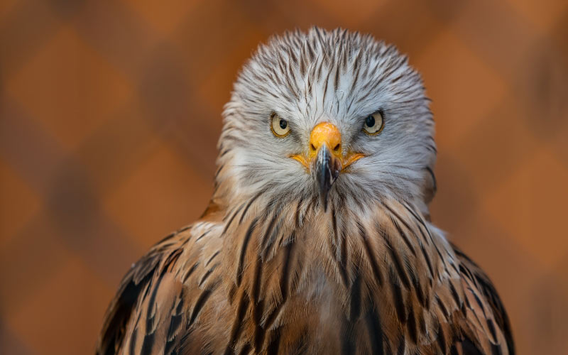 falcon, bird, feathered, portrait, predator, nature, beak
