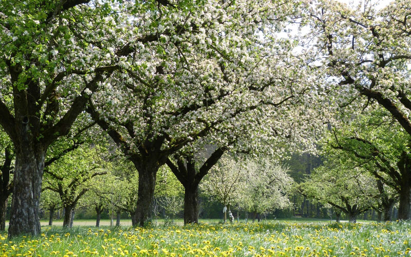 яблони, цветы, цветение, природа, сад, весна, деревья, одуванчики