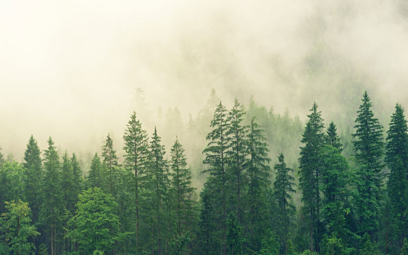 туман, хвойный лес, ели, лес, зеленый, природа, деревья, хвойные деревья, пейзаж, еловый лес, вечнозеленый, сосны, облака