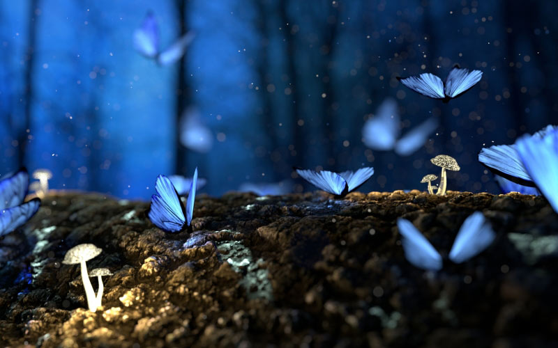 butterfly, butterflies, blue, forest, fantasy, woods, dream, surreal, glow, mushrooms