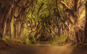 деревья, дорога, северная ирландия, пейзаж, ветви, лес, аллея, путь, сельский, мистический, таинственный, бук, королевская дорога