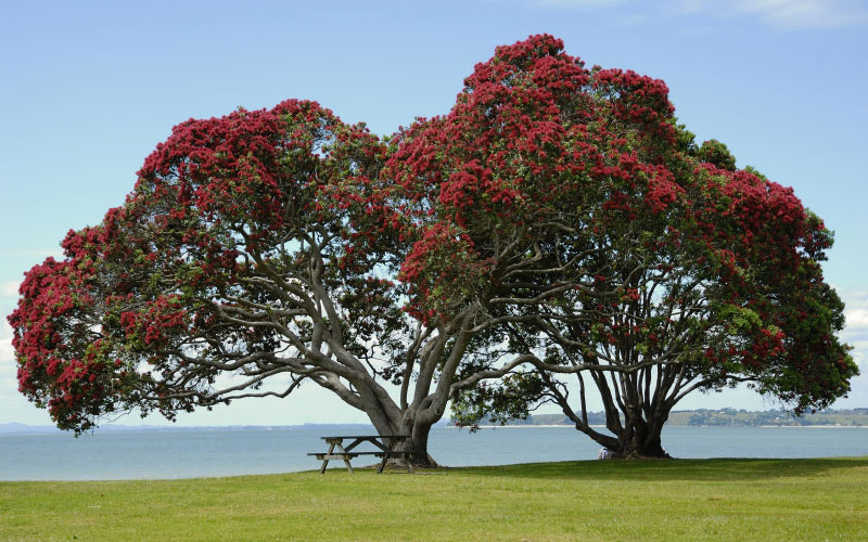 pohutukawa tree, beach, sea, tree, park, bench, spring, nature, landscape, grass