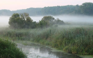 река Десна, Южный Буг, луг, Украина, Винница, природа, лето, туман, зеленый, трава, пейзаж, камыш