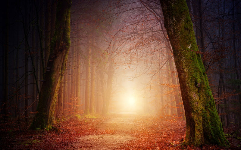nature, forest, trees, light, sun, foggy, sunset, shadow, autumn, mood, branches, landscape, away, path, leaves, fall, foliage, mystical, orange, romantic, atmospheric, magic, fairy