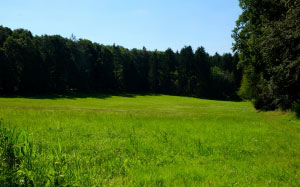 glade, meadow, nature, forest, summer, landscape, blue, green, grass, sunny, wood, trees, colorful