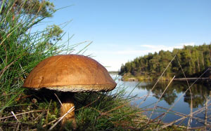Боровик, лес, озеро, Финляндия, природа, лес, голубое небо, гриб