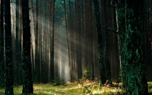 лес, солнце, утро, лето, деревья, лучи, трава, зеленый, природа