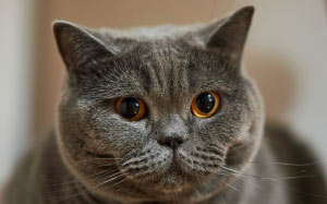 кот, дымчатый, серый, кошка, британская короткошерстная, домашнее животное, уют