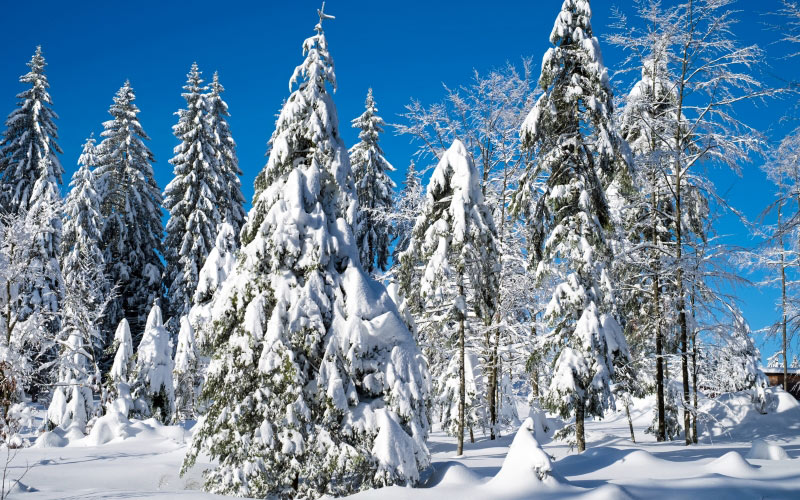 зимний, рождественский пейзаж, зима, снег, холод, ели, снежный, рождество, зимняя магия, зимнее настроение, атмосфера, время рождества, декабрь, пришествие, пейзаж, природа, лес