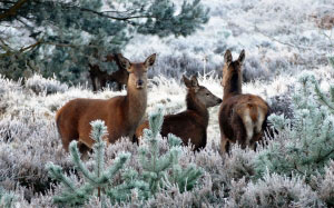 дерево, природа, лес, снег, зима, милый, живая природа, дикий, олень, стадо, выпас скота, млекопитающее, сезон, фауна, снег, животные, северный олень, сезонный, позвоночный, декабрь