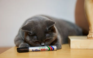 black marker, artline, table, cat, british shorthair, grey, gray, pet