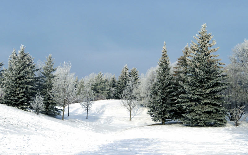 winter, snow, hills, frost, hoarfrost, evergreen, trees, fir, blue sky, white, nature, christmas, holiday, season, xmas, new year, landscape, seasonal, cold