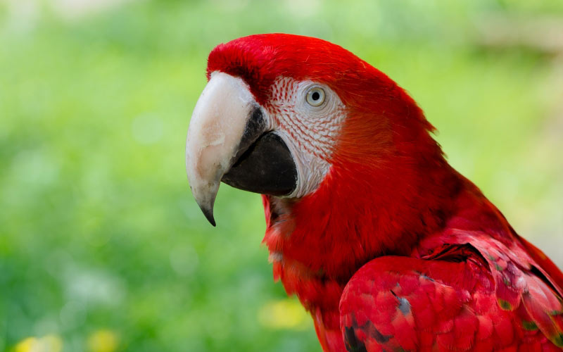 green-winged macaw, scarlet macaw, zoo, red, hybrid, ara chloropterus, ara macao, parrot, bird
