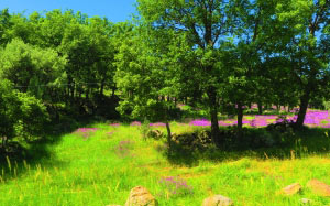 цветы, весна, красочный, природа, красивый, вишня, розовый, пейзаж, деревья, зеленый, луг, трава, пастбище, лес, прерия, сельский, лето, полевой цветок, поле, кусты, солнечный свет, кустарник, холм