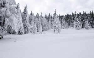 cold, december, forest, frost, frozen, landscape, nature, pines, season, snow, trees, white, wild, winter, wood