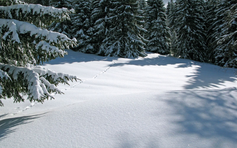 зима, снег, деревья, деревья, лес, природа, пейзаж