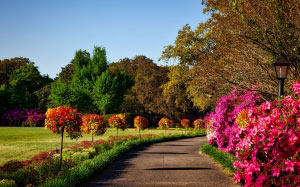 nature, bushes, flora, flowers, garden, grass, lawn, outdoors, park, plants, path, trees