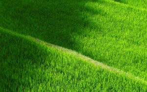 рис, террасы, ямада, поле, япония, зеленый, текстура