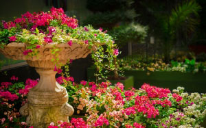 природа, сад, цветы, растения, лето, зеленый, весна, красочный, парк, красный, красота, красивая, ботаника, ботанический