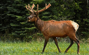 nature, animal, forest, trees, elk, deer, wildlife, antlers, mammal, rut, banff national park, canada, park