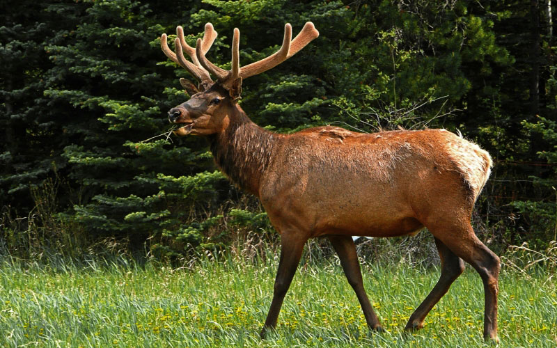 природа, животное, лес, деревьями, лось, олень, дикая природа, рога, млекопитающее, национальный парк банф, канада, парк