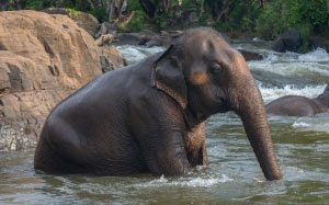 asian elephant, elephas maximus, bathing, tad lo river, laos, nature, animal, water, nature