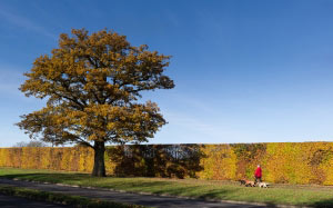 oak, tree, hedge, autumn, colours, broadhall way, stevenage, carriageway, road, walking, dogs