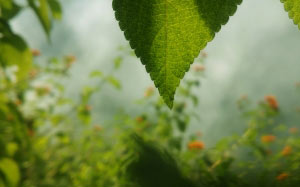 leaf, green, vegetation, light, plant, flower, sunlight, close up, macro, plant stem, shrub