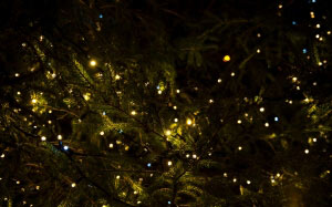 christmas tree, branch, lights, night, christmas, xmas, christmas lights, christmas decoration, new year