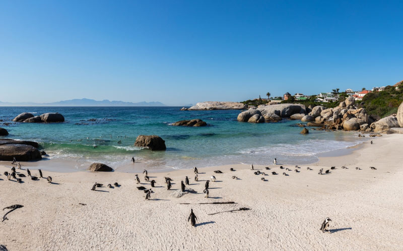 панорамный, африканские пингвины, пляж боулдерс, саймонс-таун, южная африка, природа, море, океан, пляж, песок, пейзаж