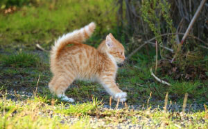 домашнее животное, милый, кот, котенок, малыш, молодой, рыжий, полосатый, осень, трава, питомец