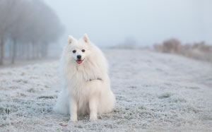 white, dog, pet, cute, fur, trees, snow, winter, purebred, japanese striker, keeshond, sled dog, cold, frozen