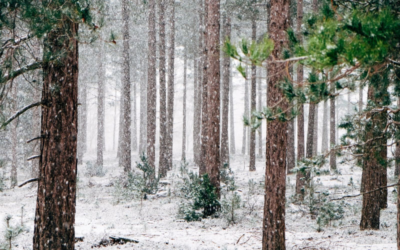 лес, снегопад, снежно, деревья, зима, зимний, лес, метель, живописный, декабрь, январь, холодно, снег, природа