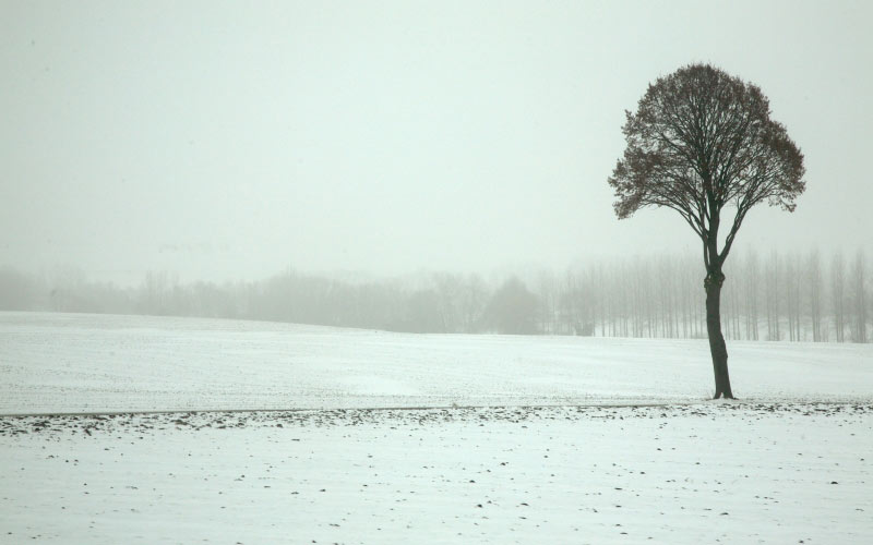 nature, landscape, tree, snow, winter, black and white, fog, mist, morning, frost, weather, monochrome, season