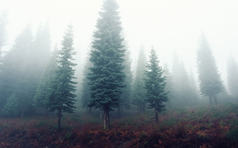 landscape, trees, nature, forest, grass, cold, fog, mist, morning, fall, autumn, weather, fir, outdoors, spruce, woodland, ecosystem