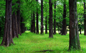 деревья, лес, пейзаж, природа, окружающая среда, лесистая местность, роща, зеленый, хвойные, ствол, ель, пихта, ветки, сосна, луг