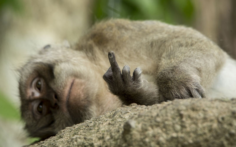 макака, средний палец, обезьяна, животное, национальный парк балуран