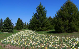 daffodils, flowers, spring, evergreen, trees, blue, sky, park, flowers, nature