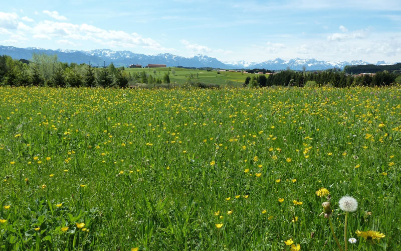 meadow, dandelions, spring, flowers, mountains, panorama, outlook, landscape, nature