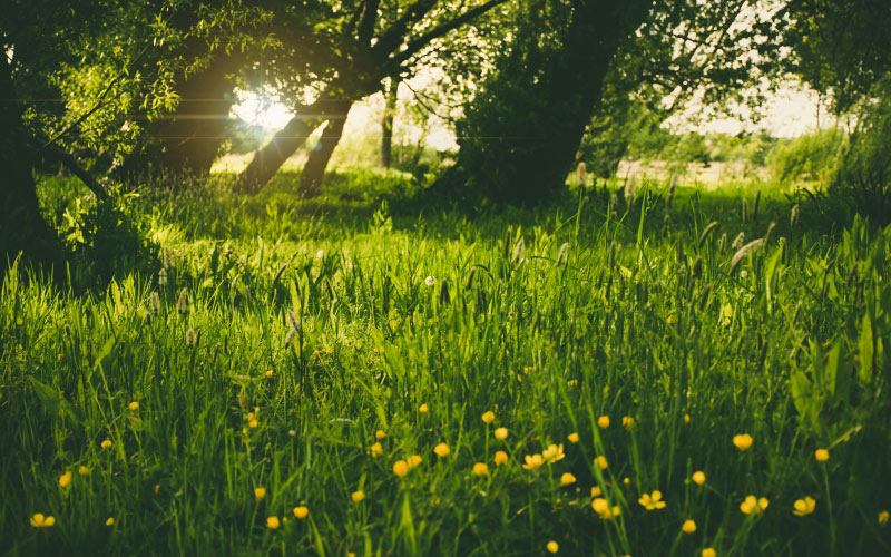 spring, sunshine, park, forest, green, nature, yellow, flower, ray, sun ray, grass, trees