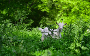 goat, green, nature, pasture, cute, animal, plant, trees, wood