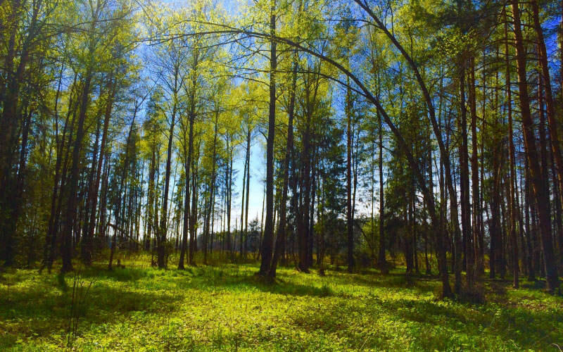 лес, деревья, голубое небо, природа, поляна, опушка