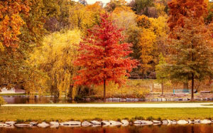 цвета осени, деревья, осень, растения, изменение, природа, оранжевый