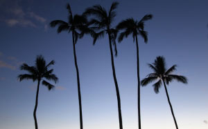 кокосовые пальмы, идиллический, природа, пальмы, рай, отдых, курорт, лето, отпуск